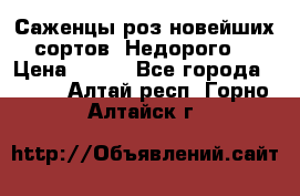 Саженцы роз новейших сортов. Недорого. › Цена ­ 350 - Все города  »    . Алтай респ.,Горно-Алтайск г.